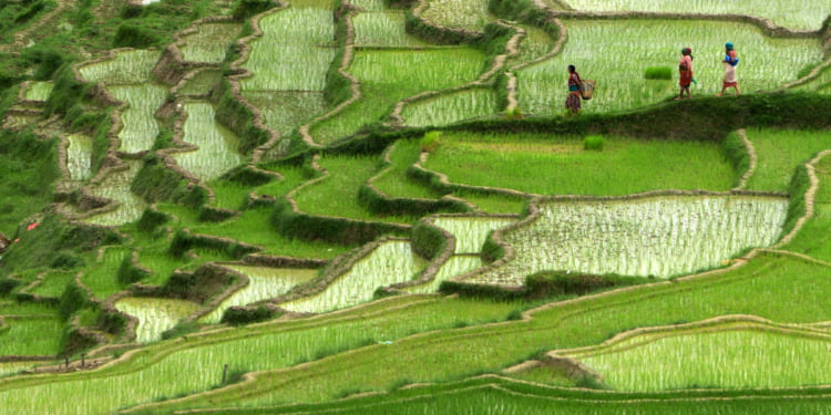 Nepalese farmers walk past rice paddy fields in Changu Naryan village on the outskirts of Kathmandu.  Nepal's rice planting season began with the arrival of the monsoon. Over 80 percent of Nepal's 27 million population depends upon agriculture and paddy is the major crop in the Himalayan nation. (Prakash Mathema/Getty Images)