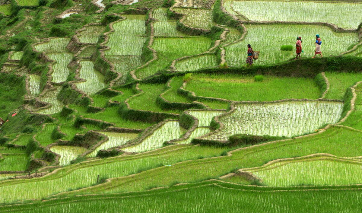 Nepalese farmers walk past rice paddy fields in Changu Naryan village on the outskirts of Kathmandu.  Nepal's rice planting season began with the arrival of the monsoon. Over 80 percent of Nepal's 27 million population depends upon agriculture and paddy is the major crop in the Himalayan nation. (Prakash Mathema/Getty Images)