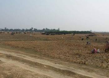 भारतबाट प्रतिमहिना २ अर्बको चामल आयात, नेपालकाे २ करोड ६० लाख रोपनी जमिन बाँझो