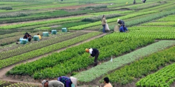 अविज्ञले देखेका कृषिका केही समस्याहरु