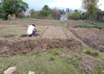 युवा गाउँ फर्केपछि बाँझो जमिन हराभरा, मौलिक कृषिप्रणाली ब्युँतियो