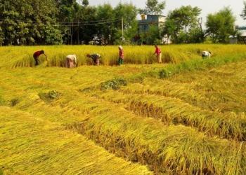 अनुदानको मल प्लाइउड फ्याक्ट्री र रक्सी कारखानालाई