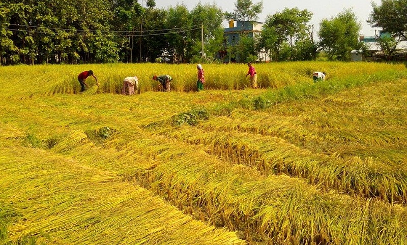 अनुदानको मल प्लाइउड फ्याक्ट्री र रक्सी कारखानालाई