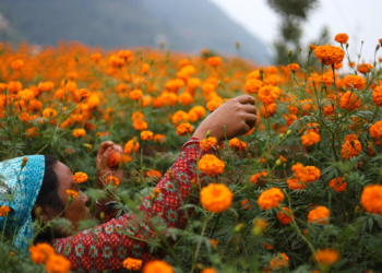 फूलमा आत्मनिर्भर हुँदै नेपाल, तिहारमा भारतबाट फूल नल्याइने