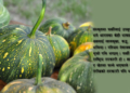 नौ हजार वर्ष पुरानो फर्सीको कथा
